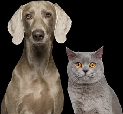 Your Pet's Health
